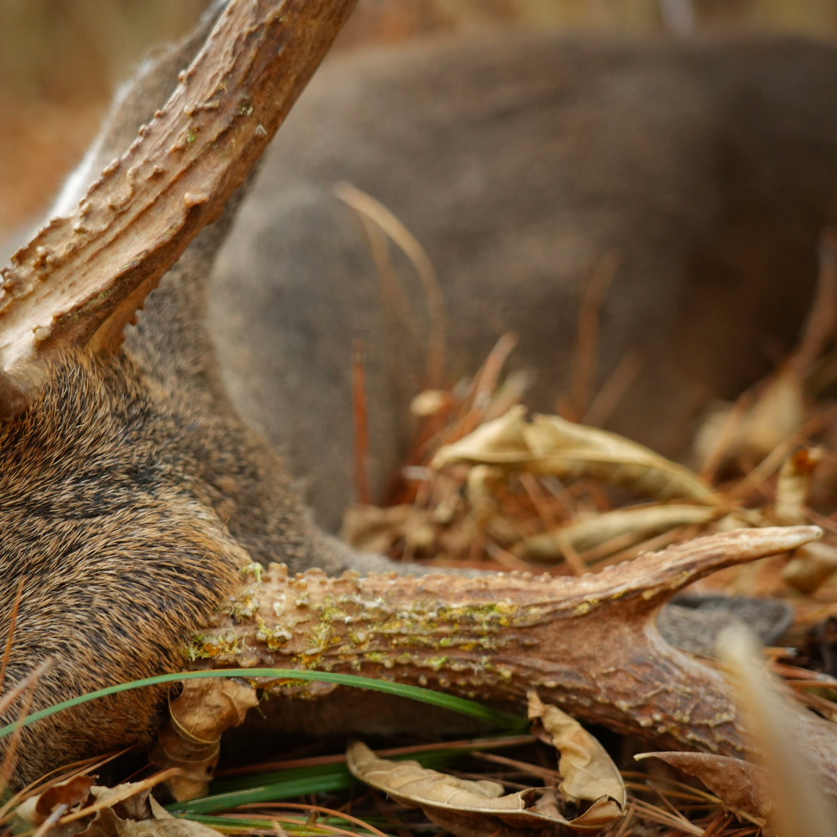 Deer Season